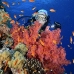 coral_soft_bro_l_ni_v_0429_egy1777.jpg
